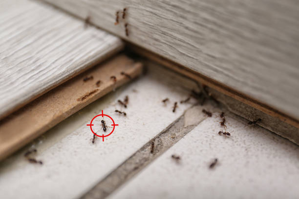 Best Pest Inspection Near Me  in Pleasant Hill, MO